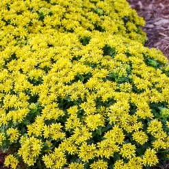 Menu Little Miss Sunshine Sedum -US Garden Plants Sales 2024 74106 little miss sunshine 2