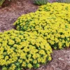 Menu Little Miss Sunshine Sedum