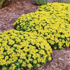 Menu Little Miss Sunshine Sedum