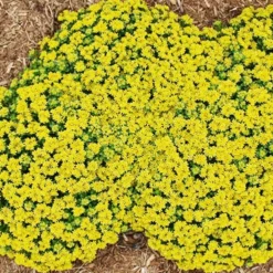 Menu Little Miss Sunshine Sedum -US Garden Plants Sales 2024 74106 little miss sunshine 4