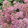Menu Lime Zinger Sedum -US Garden Plants Sales 2024 74107 lime zinger 1
