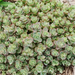 Menu Sizzling Sedum Sampler Collection 20 Menu Sizzling Sedum Sampler Collection -US Garden Plants Sales 2024 74107 lime zinger 2