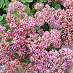 Menu Sizzling Sedum Sampler Collection 17 Menu Sizzling Sedum Sampler Collection -US Garden Plants Sales 2024 74107 lime zinger