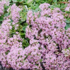 Menu Sizzling Sedum Sampler Collection 19 Menu Sizzling Sedum Sampler Collection -US Garden Plants Sales 2024 74107 lime zinger 3