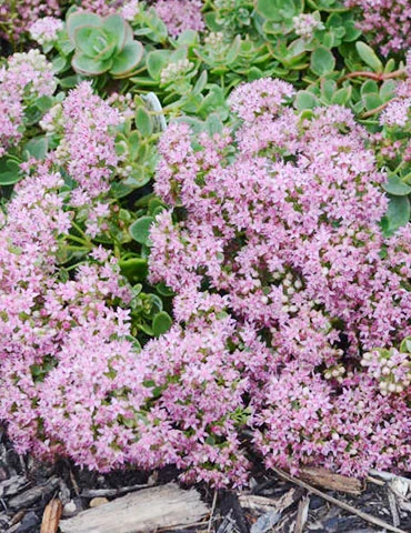 Menu Sizzling Sedum Sampler Collection 6 Menu Sizzling Sedum Sampler Collection - Image 4