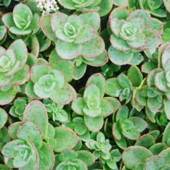Menu Sizzling Sedum Sampler Collection 18 Menu Sizzling Sedum Sampler Collection -US Garden Plants Sales 2024 74107 lime zinger 4
