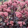 Menu Night Embers Sedum -US Garden Plants Sales 2024 74108 night embers
