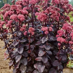 Menu Night Embers Sedum 7 Menu Night Embers Sedum -US Garden Plants Sales 2024 74108 night embers 2