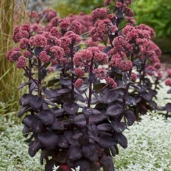 Menu Night Embers Sedum 6 Menu Night Embers Sedum -US Garden Plants Sales 2024 74108 night embers 3