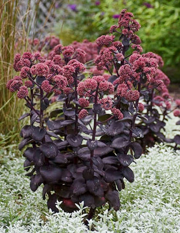 Menu Night Embers Sedum 4 Menu Night Embers Sedum - Image 2