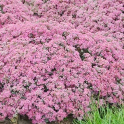 Menu Sizzling Sedum Sampler Collection 24 Menu Sizzling Sedum Sampler Collection -US Garden Plants Sales 2024 74109 popstar 2 1