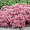 Menu Popstar Sedum -US Garden Plants Sales 2024 74109 popstar 3