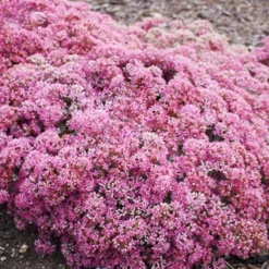 Menu Sizzling Sedum Sampler Collection 23 Menu Sizzling Sedum Sampler Collection -US Garden Plants Sales 2024 74109 popstar 4 1