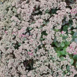 Menu Medley Of Sedum Collection 19 Menu Medley Of Sedum Collection -US Garden Plants Sales 2024 74109 popstar 5