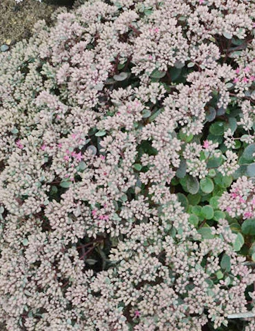 Menu Medley Of Sedum Collection 8 Menu Medley Of Sedum Collection - Image 6