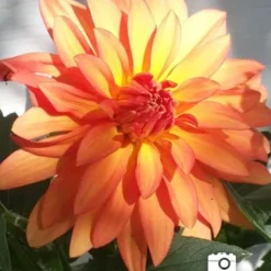 Menu Orange Nugget Border Dahlia 7 Menu Orange Nugget Border Dahlia -US Garden Plants Sales 2024 74110 2 orange nugget border dahlia 1