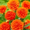 Menu Orange Nugget Border Dahlia -US Garden Plants Sales 2024 74110 orange nugget border dahlia 1