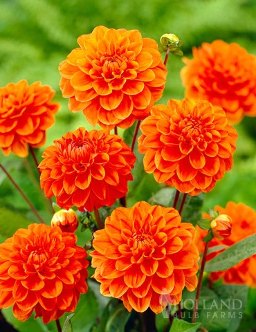 Menu Orange Nugget Border Dahlia 3 Menu Orange Nugget Border Dahlia
