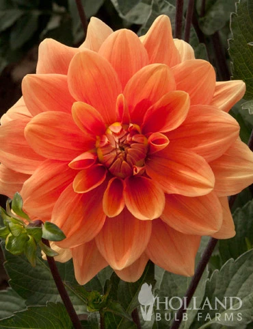 Menu Orange Nugget Border Dahlia 6 Menu Orange Nugget Border Dahlia - Image 4