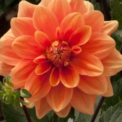 Menu Border Dahlia Collection 24 Menu Border Dahlia Collection -US Garden Plants Sales 2024 74110 orange nugget border dahlia 2