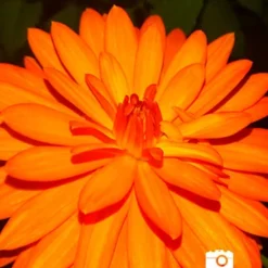 Menu Orange Nugget Border Dahlia 8 Menu Orange Nugget Border Dahlia -US Garden Plants Sales 2024 74110 orange nugget border dahlia 2018 10 10 suzanne beever 1