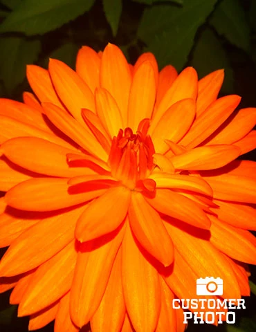 Menu Orange Nugget Border Dahlia 5 Menu Orange Nugget Border Dahlia - Image 3