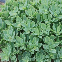 Menu Sizzling Sedum Sampler Collection 26 Menu Sizzling Sedum Sampler Collection -US Garden Plants Sales 2024 74111 powderpuff 1