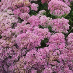Menu Sizzling Sedum Sampler Collection 25 Menu Sizzling Sedum Sampler Collection -US Garden Plants Sales 2024 74111 powderpuff 2 1