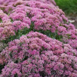 Menu Powderpuff Sedum -US Garden Plants Sales 2024 74111 powderpuff 3