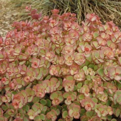 Menu October Daphne Sedum