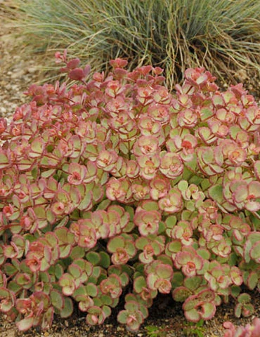 Menu October Daphne Sedum 3 Menu October Daphne Sedum