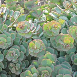 Menu Medley Of Sedum Collection 25 Menu Medley Of Sedum Collection -US Garden Plants Sales 2024 74112 sieboldii