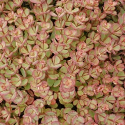 Menu Medley Of Sedum Collection 24 Menu Medley Of Sedum Collection -US Garden Plants Sales 2024 74112 sieboldii 3