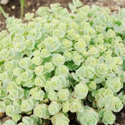 Menu Medley Of Sedum Collection 23 Menu Medley Of Sedum Collection -US Garden Plants Sales 2024 74112 sieboldii 4