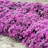 Menu Superstar Sedum -US Garden Plants Sales 2024 74113 superstar 2