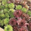 Menu Assorted Hens & Chicks -US Garden Plants Sales 2024 74114 sempervivum
