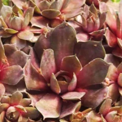 Menu Sizzling Sedum Sampler Collection 29 Menu Sizzling Sedum Sampler Collection -US Garden Plants Sales 2024 74115 hens and chicks 1