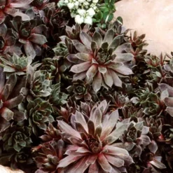 Menu Sizzling Sedum Sampler Collection 28 Menu Sizzling Sedum Sampler Collection -US Garden Plants Sales 2024 74115 hens and chicks 2 1
