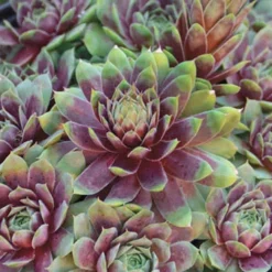 Menu Ruby Heart Hens & Chicks -US Garden Plants Sales 2024 74116 ruby heart hens and chicks 2