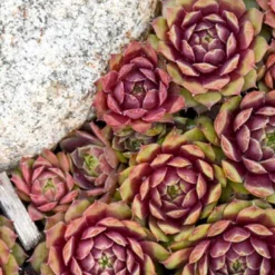 Menu Ruby Heart Hens & Chicks -US Garden Plants Sales 2024 74116 ruby heart hens and chicks 3