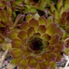 Menu Black Hens & Chicks -US Garden Plants Sales 2024 74117 black hens and chicks