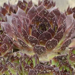 Menu Black Hens & Chicks -US Garden Plants Sales 2024 74117 black hens and chicks 3