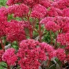Menu Thunderhead Sedum 2 Menu Thunderhead Sedum -US Garden Plants Sales 2024 74118 thunderhead sedum