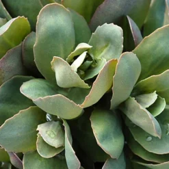 Menu Thunderhead Sedum -US Garden Plants Sales 2024 74118 thunderhead sedum 2