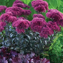 Menu Thunderhead Sedum -US Garden Plants Sales 2024 74118 thunderhead sedum 3