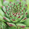 Menu Tip Top Hens & Chicks -US Garden Plants Sales 2024 74119 hens and chicks