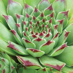 Menu Tip Top Hens & Chicks