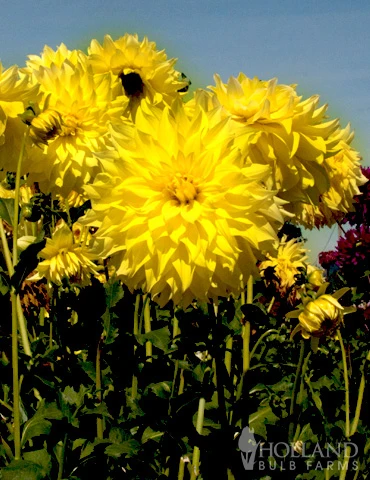 Menu Kelvin Floodlight Dinnerplate Dahlia 4 Menu Kelvin Floodlight Dinnerplate Dahlia - Image 2