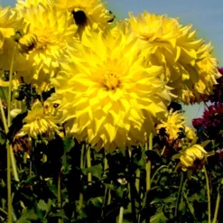 Menu Ultimate Dinnerplate Dahlia Collection -US Garden Plants Sales 2024 74121 kelvin floodlight dinnerplate dahlia 2 2