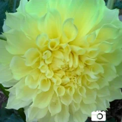 Menu Ultimate Dinnerplate Dahlia Collection -US Garden Plants Sales 2024 74121 kelvin floodlight dinnerplate dahlia 3 2